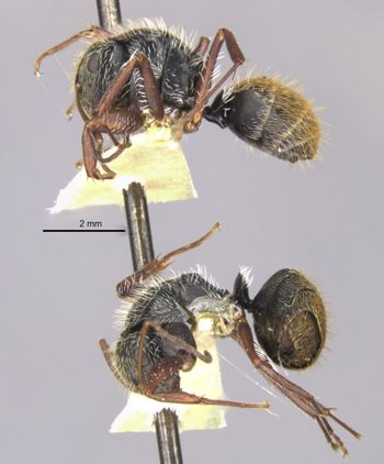 Media type: image;   Entomology 22419 Aspect: habitus lateral view